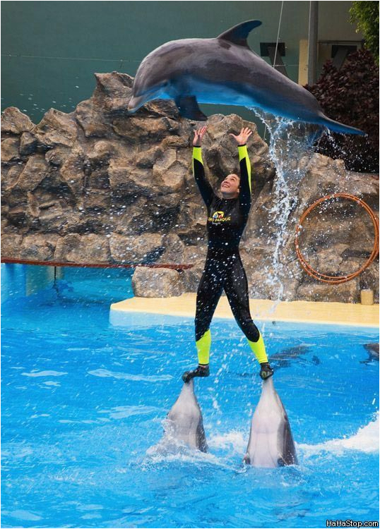 Sample Resume for the Dolphin Trainer Crazy Dolphin Tricks Funny Picture