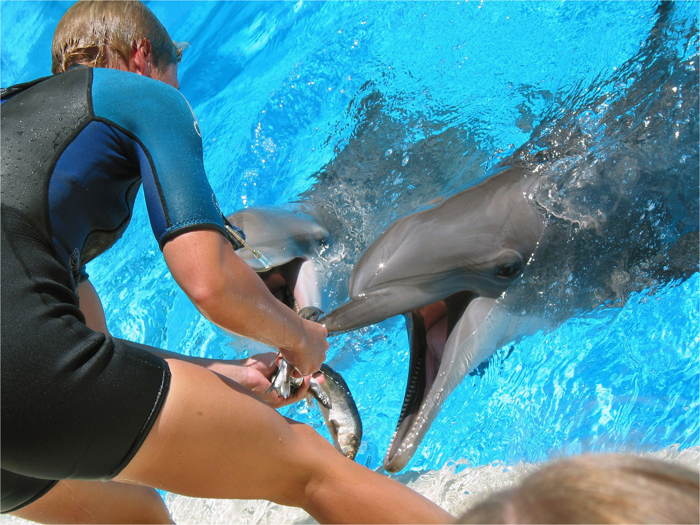 Sample Resume for the Dolphin Trainer Marine Mammal Trainer Job Description
